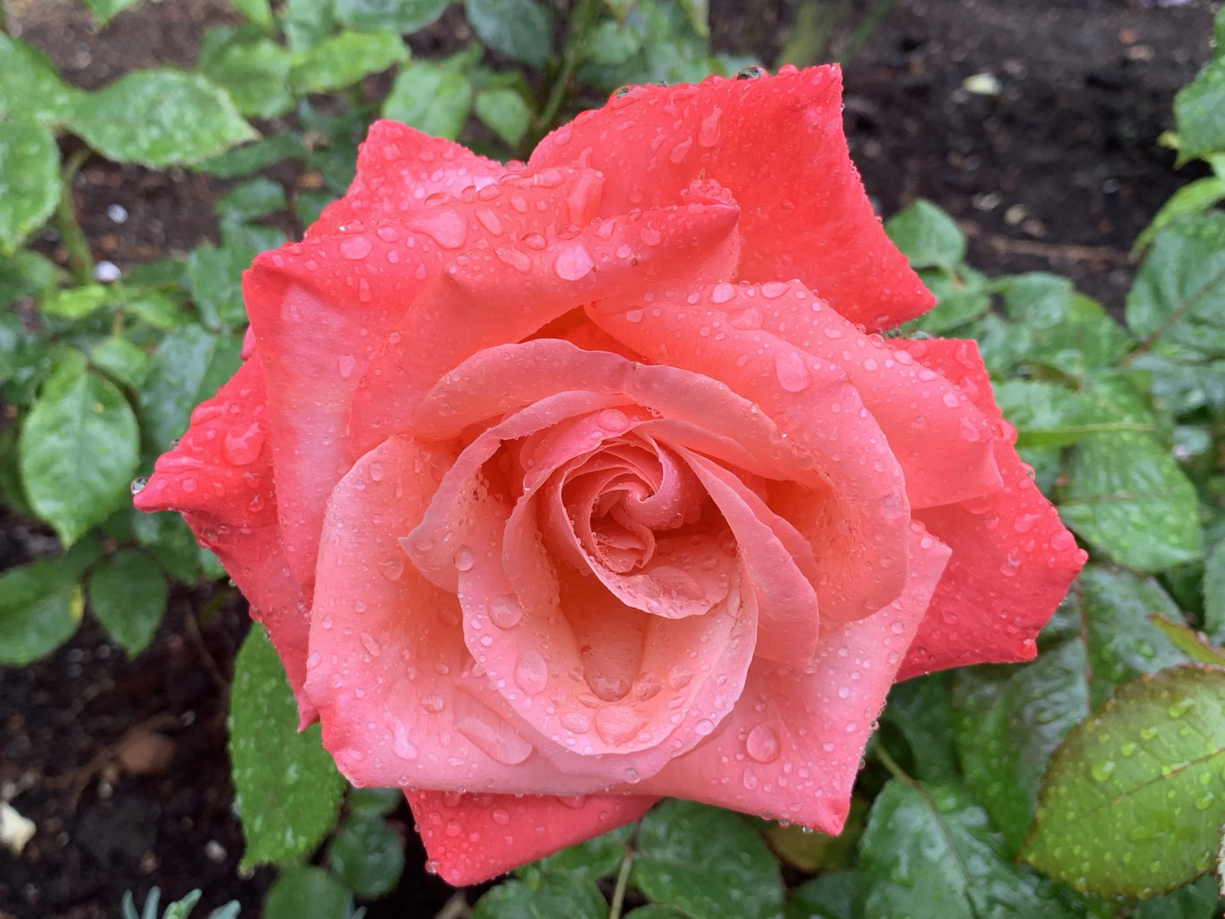 My mother loved roses. Photo by anne richardson.