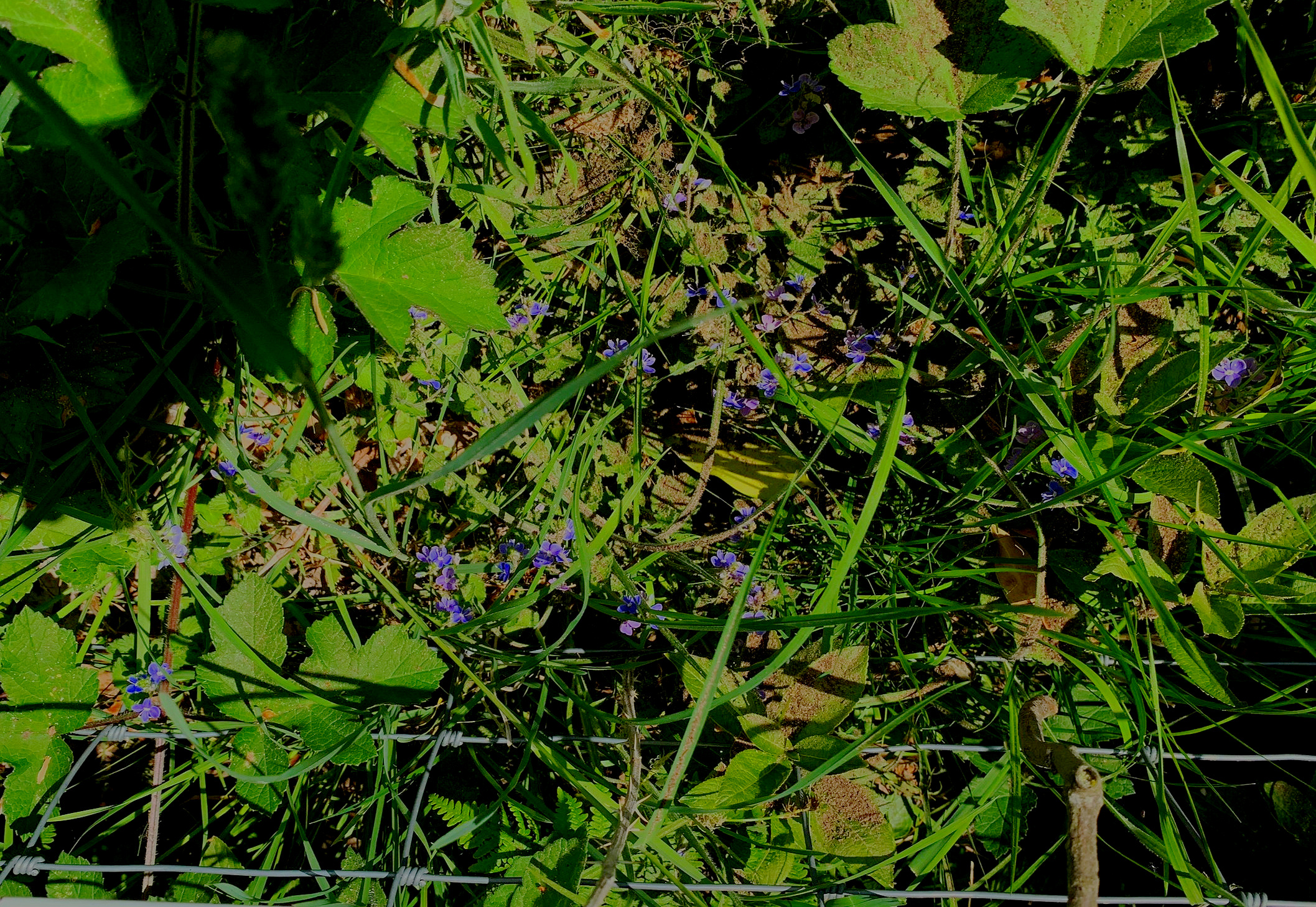 Glass heart hidden among the forget-me-nots and scattering of cremains. Photo by anne richardson.