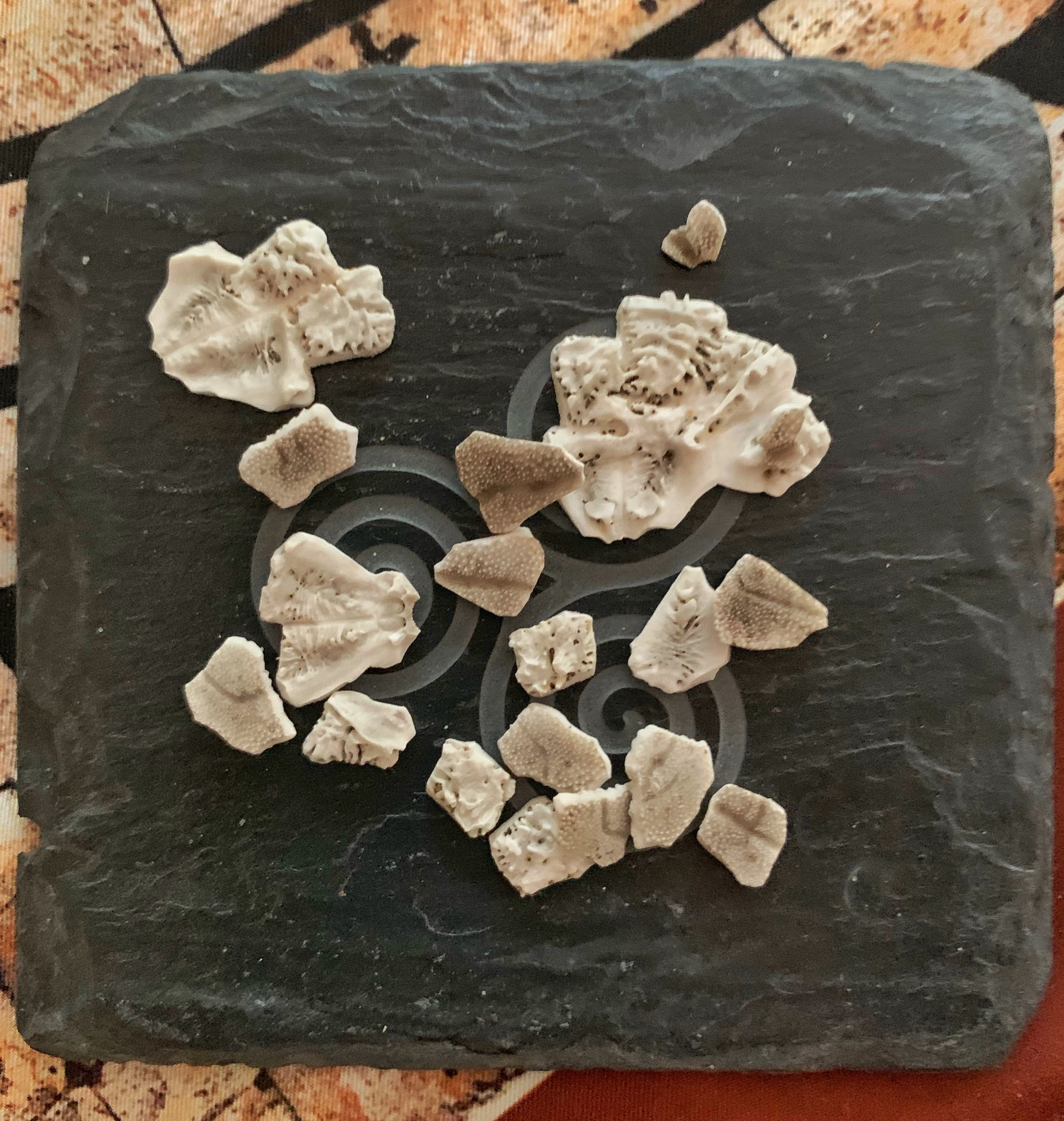 Fragile, like a broken sand dollar