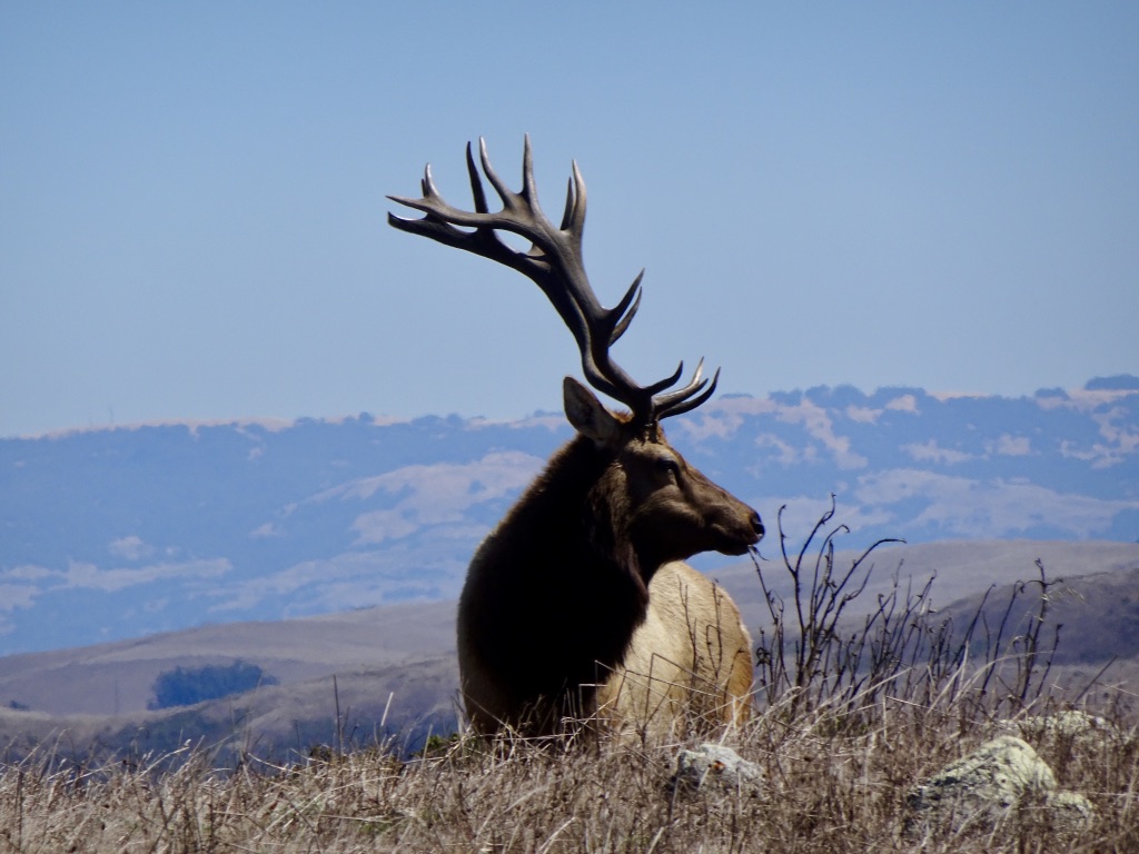 Tomales Bay State Park, in California. Hiking and seeing elk up close. Early on in my “60th year adventure.” photo by anne richardson