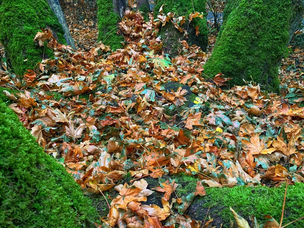 Leaf "litter" is nature's art.