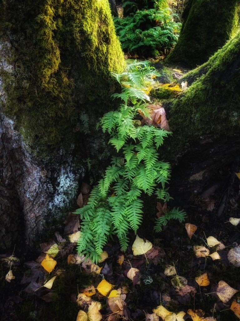 Fern waterfall (photo by David Bardes.)