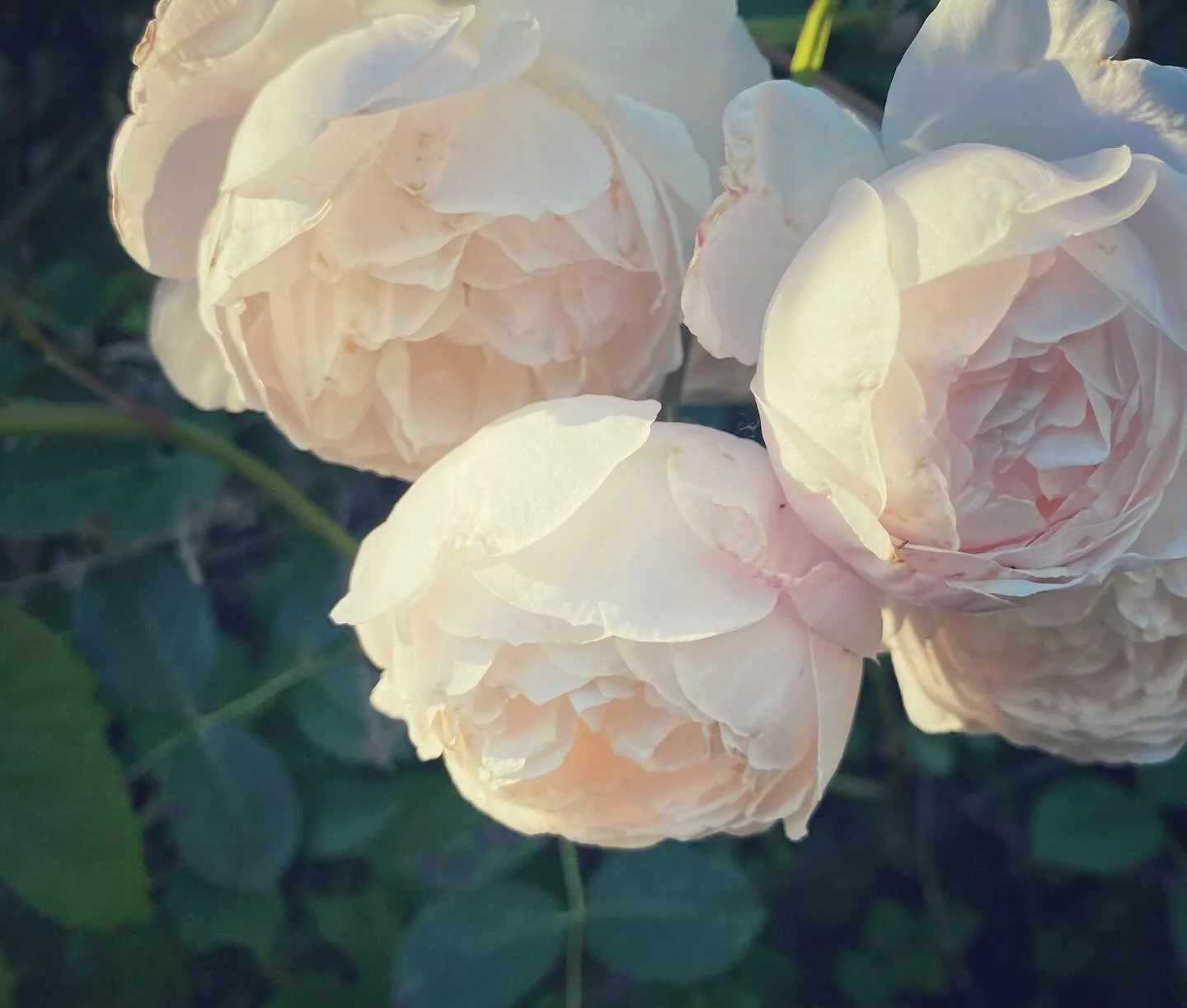 My quarterly Nurture Your Journey Newsletter is now available.  It includes thoughts on Summer Grief, a reflection on the death of poet Andrea Gibson, communal Grief as well as some thoughts from musician Nick Cave on how Grief evolves. A few reflect