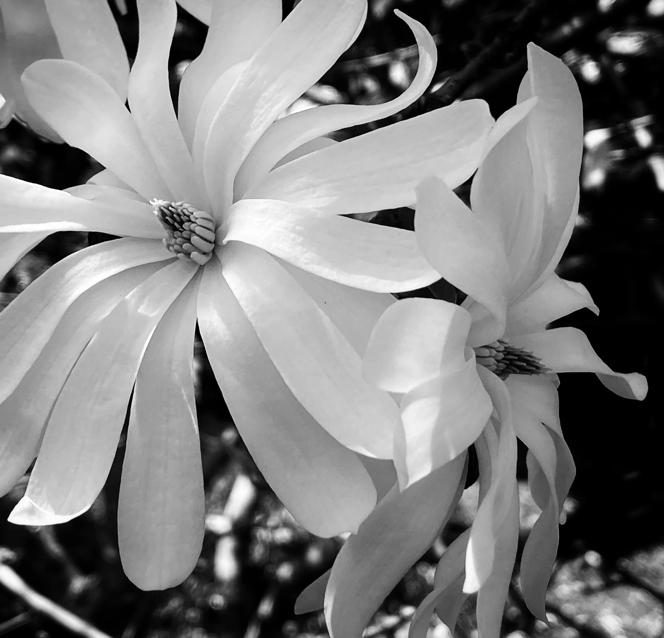 Magnolias_Spring_grief.jpeg