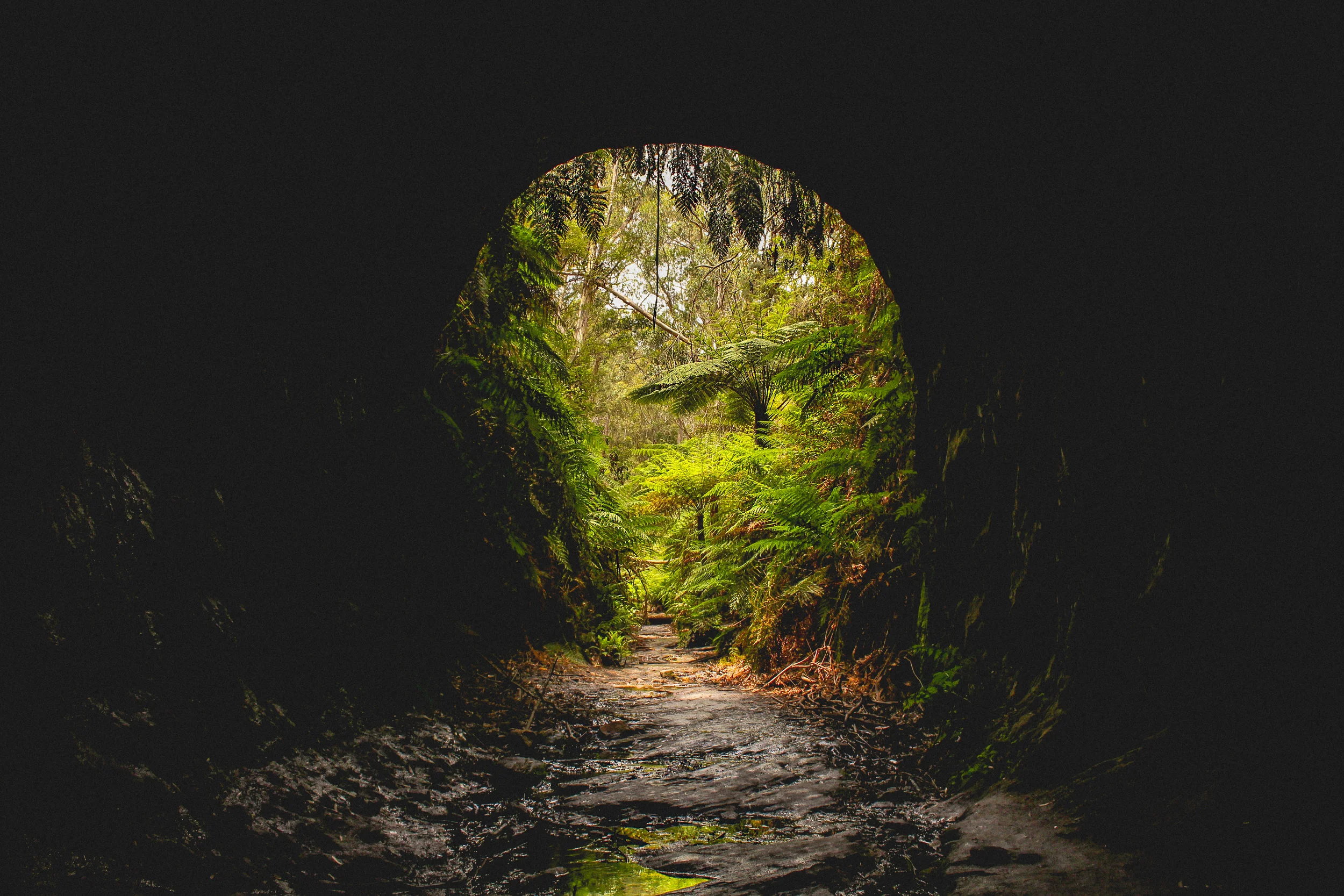 Glowworm tunnel.jpg