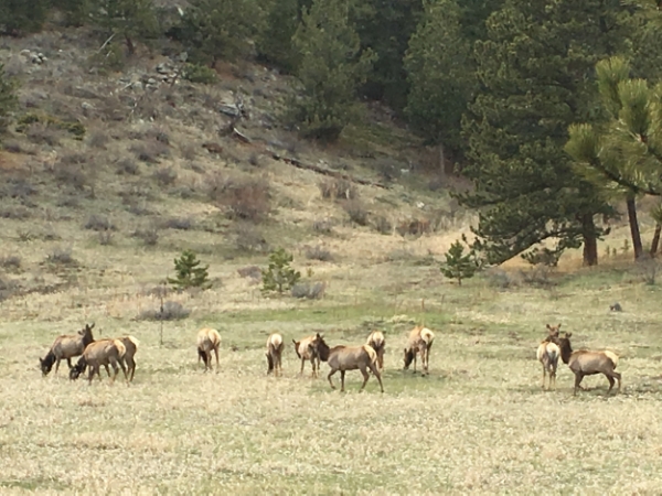 ELK....WILD ELK!!!!!