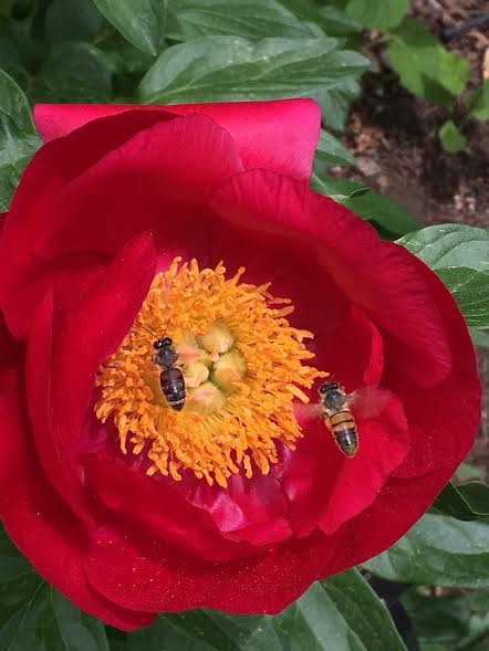 Busy Bees
