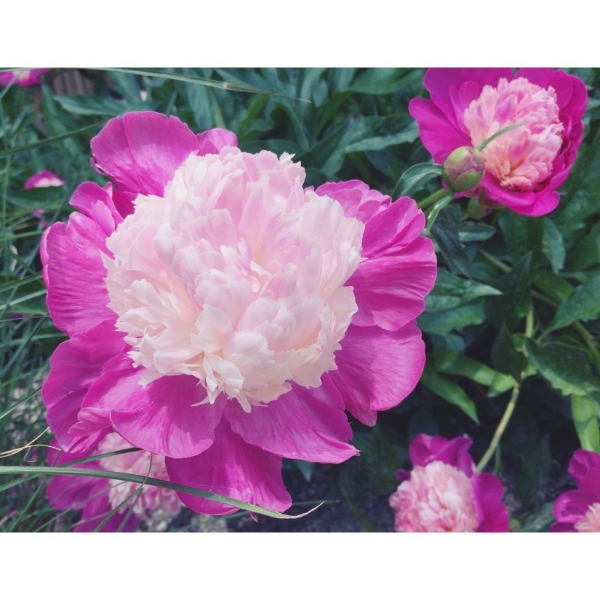 beautiful peonies! 