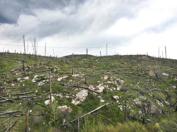 Smokey the bear is looking for the culprit who caused this damage