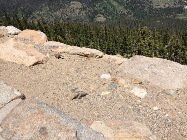 Chipmunck sighting