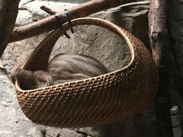 sloth nap! 