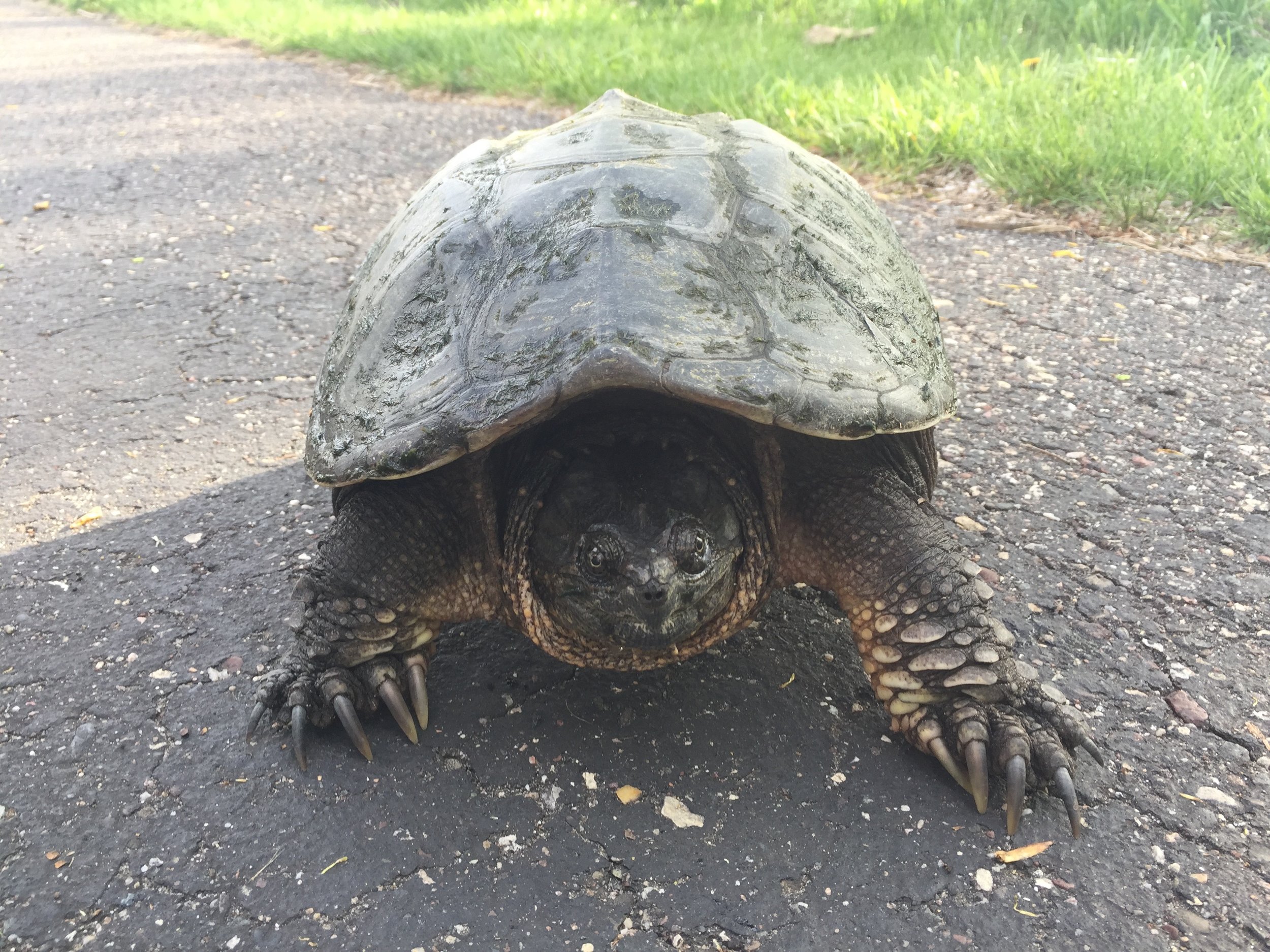 Mr. Snapper disgruntled by our presence 