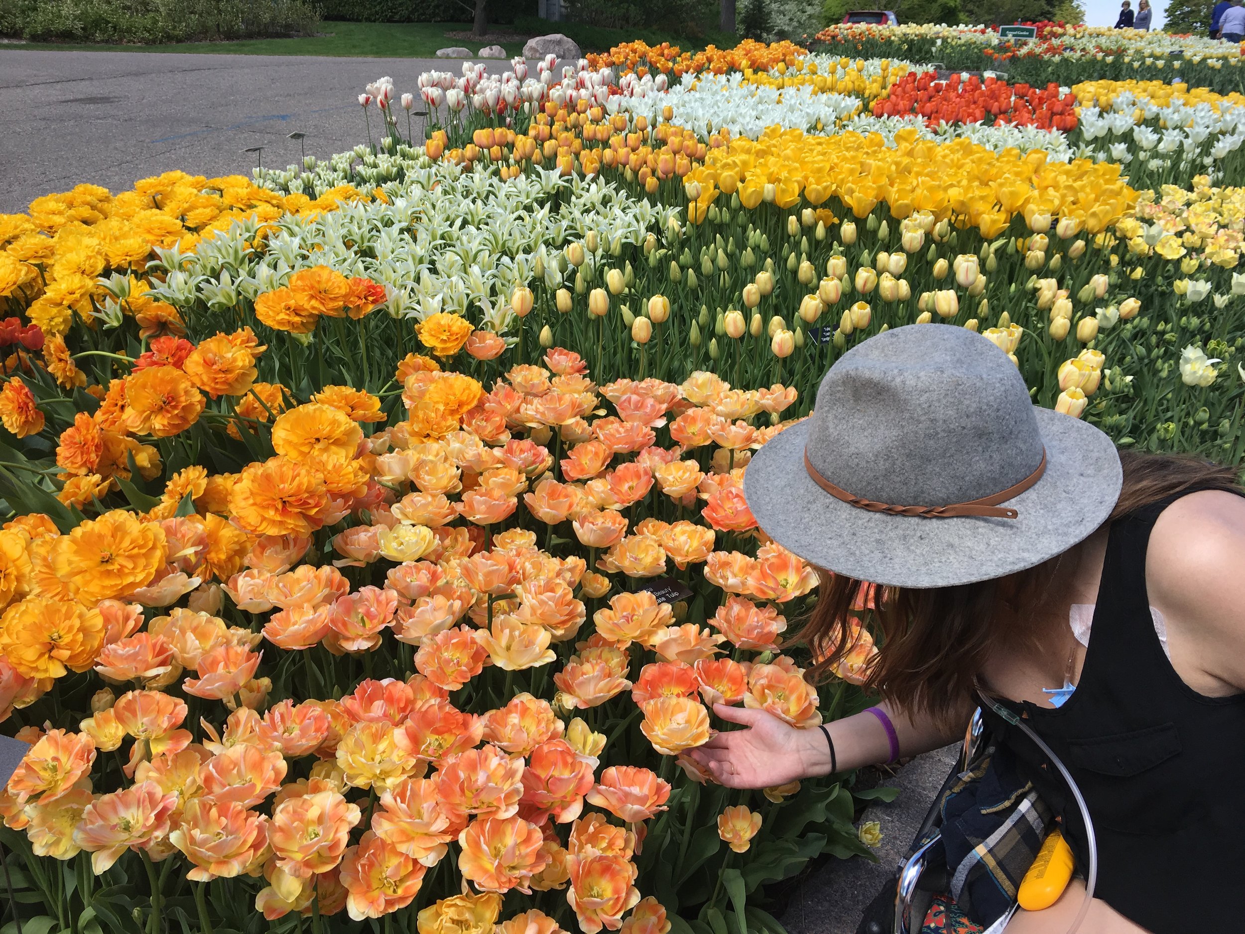 Tulip heaven 