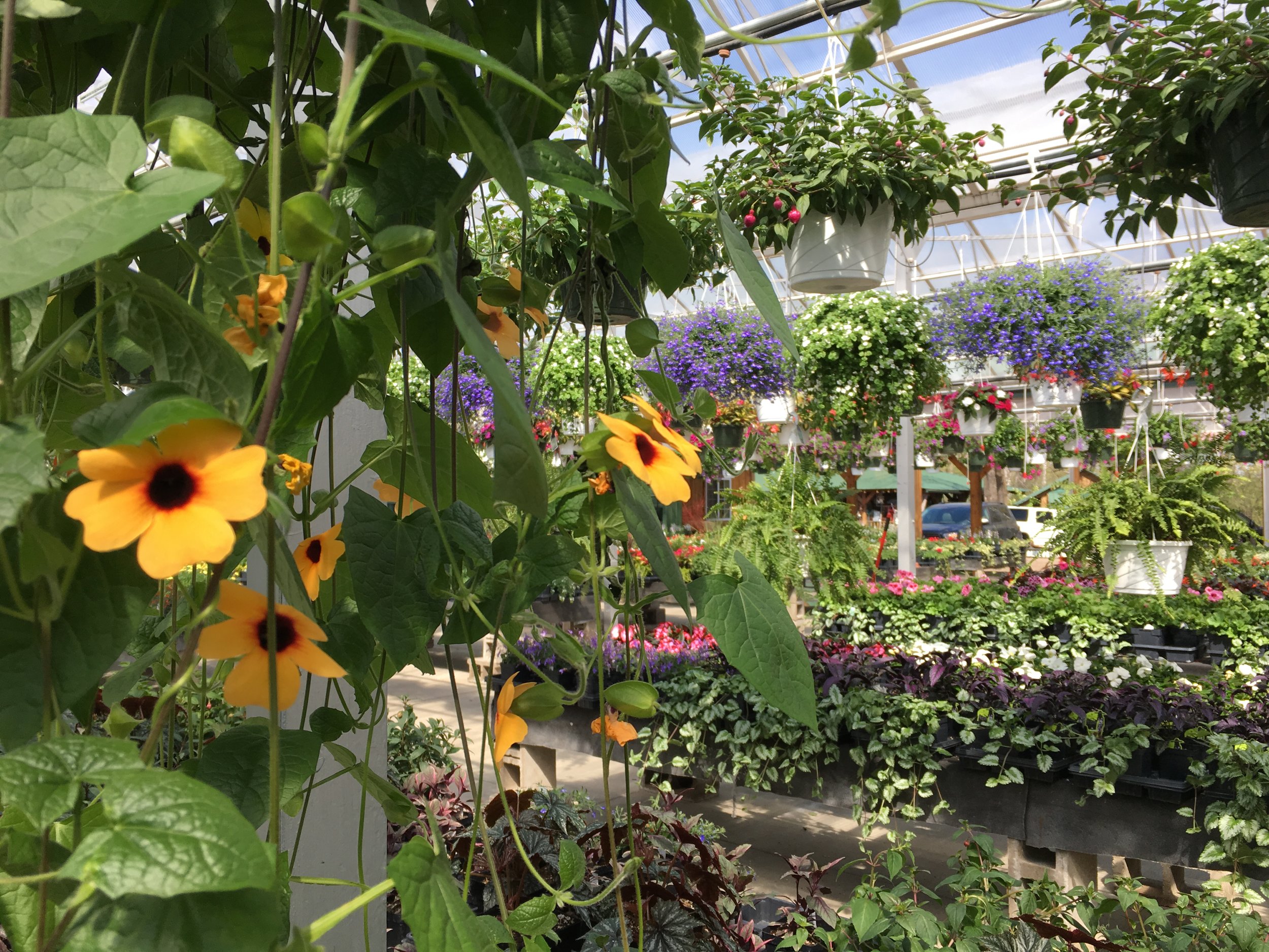 Inside the plant nursery 