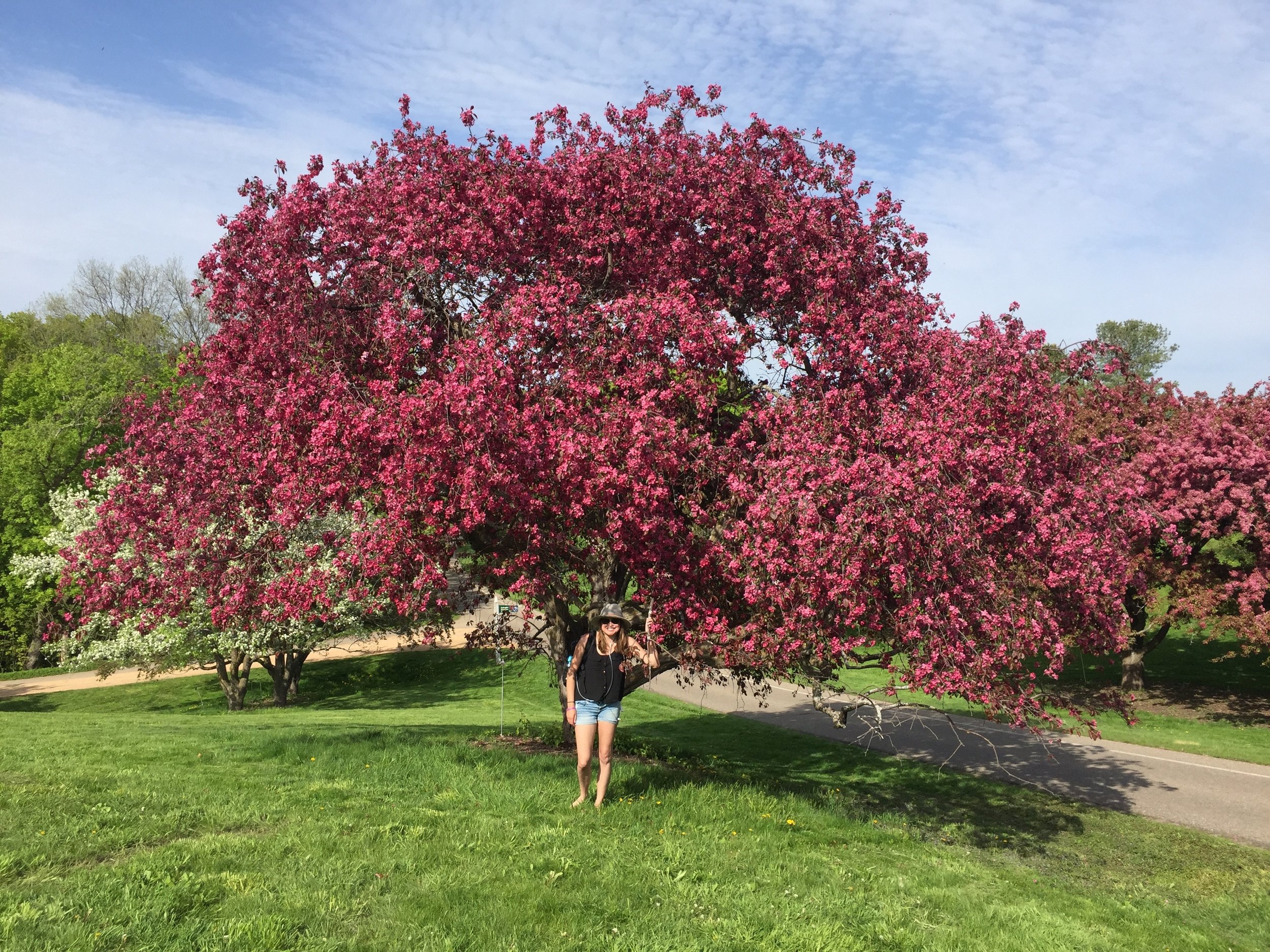 more magical trees 