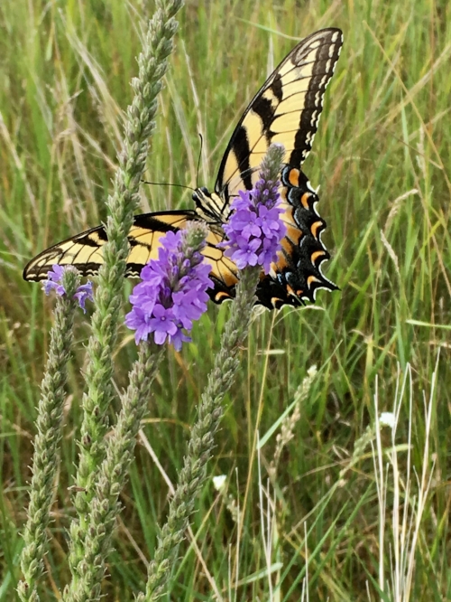 Eastern Tiger Swallowtail Rima found on one of the nature trails