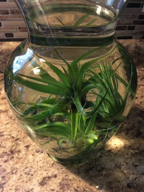 Soaking her air plants