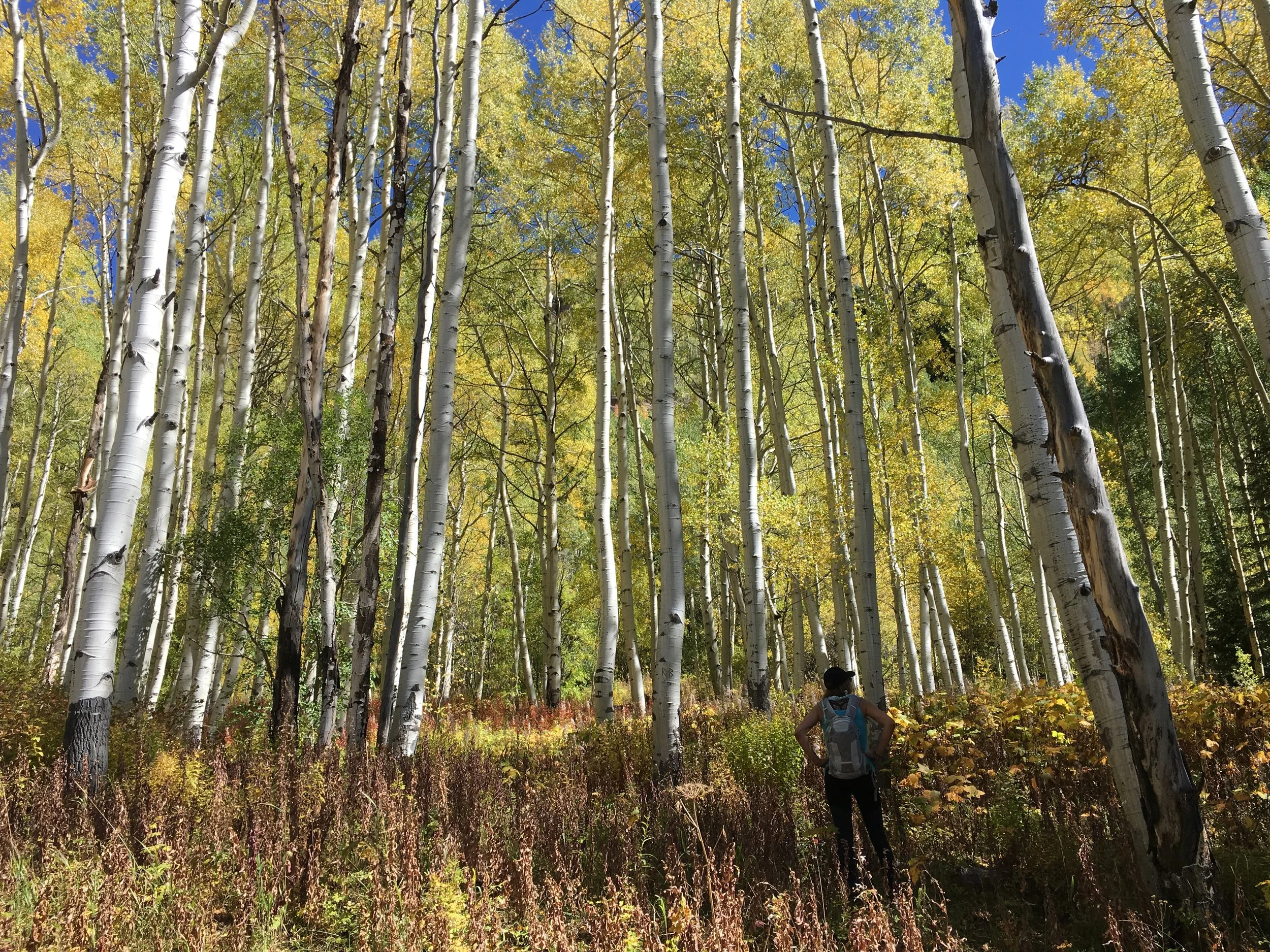 Catch up or ketchup?