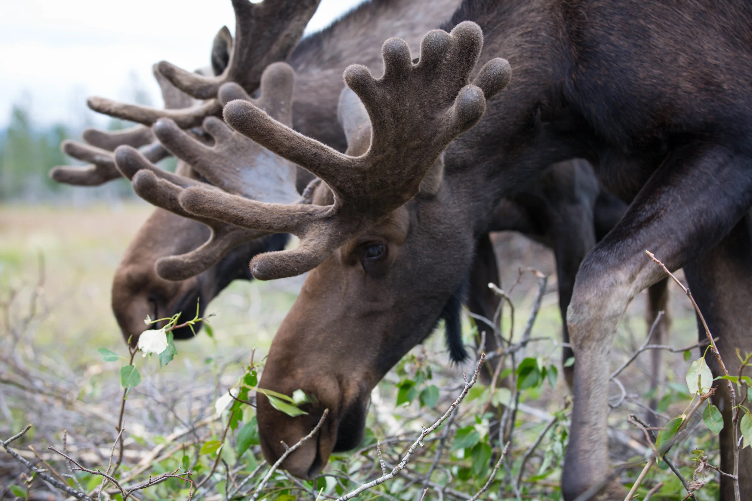 DuquetteDesign_Alaska2017-308.jpg