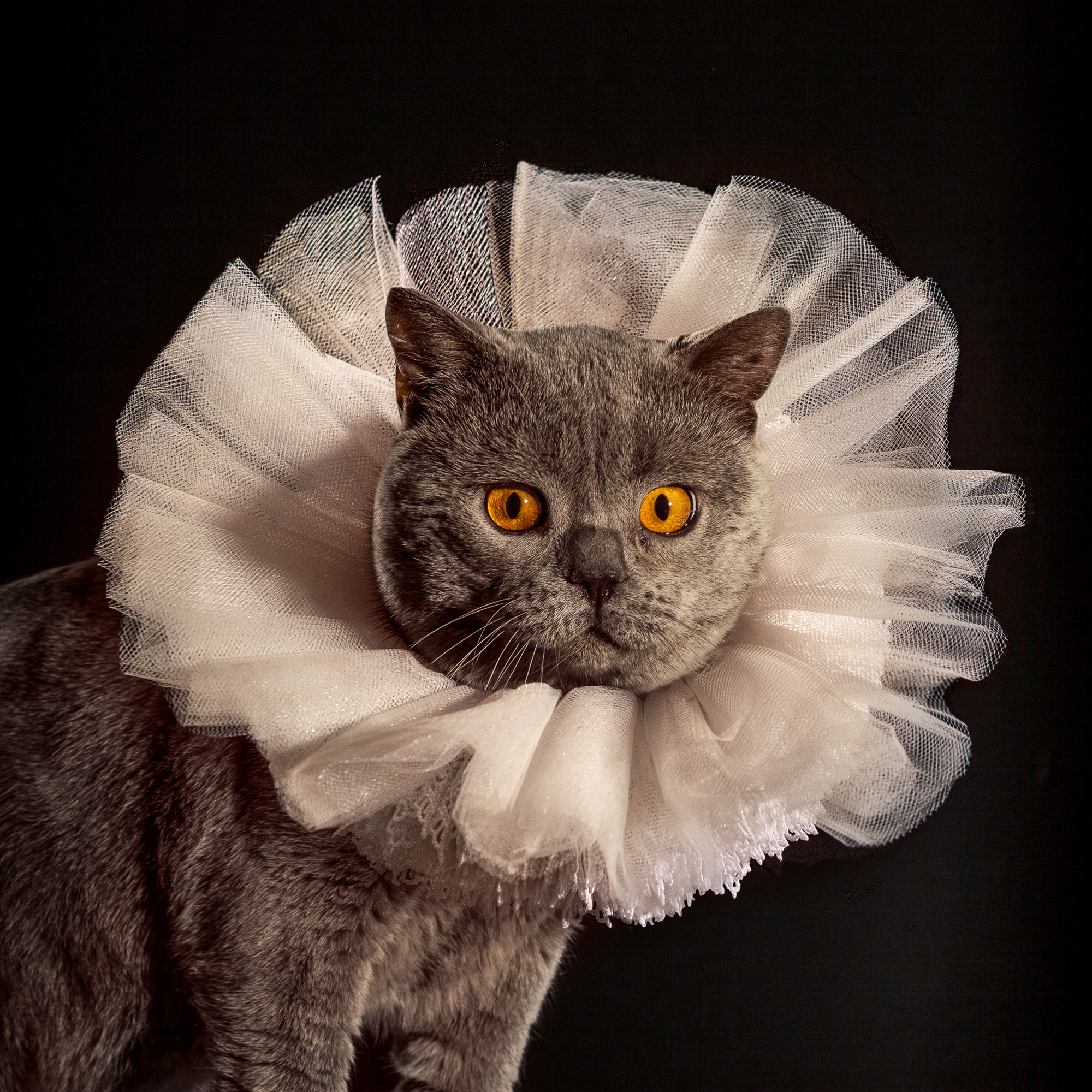   Chaucer,  a British Shorthair named after the “Father of English Literature,” wears this truly majestic Elizabethan-inspired ruff collar by Erin Schmitz who is known as a “Miracle Worker” at Xtabay Vintage Clothing Boutique where she restores glamo