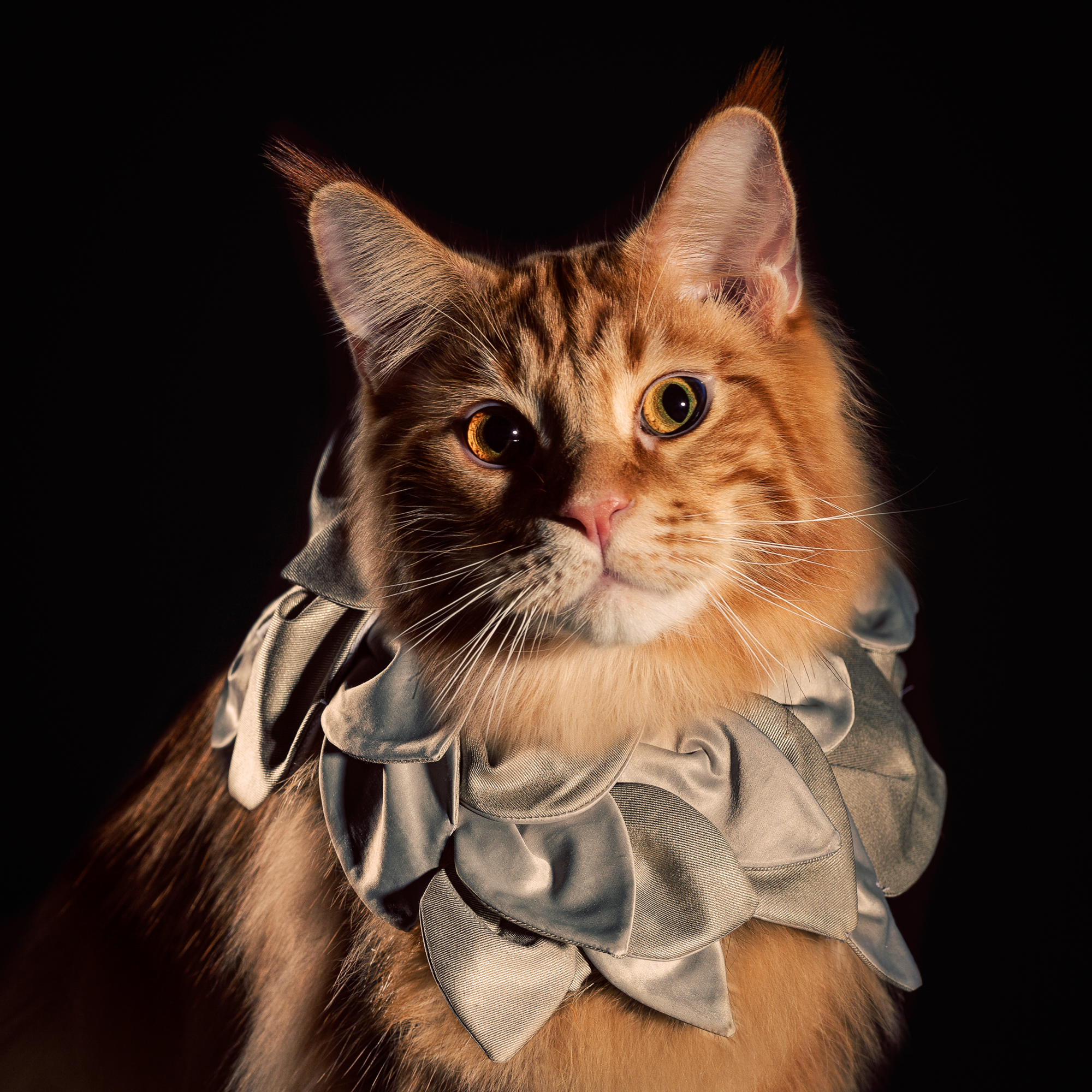    Known as the “gentle giants” of the cat world, this handsome Maine Coon,  Furelight of Concordance,  adorns this beautifully structured, shimmery-peddled collar by the wildly talented Liza Reitz. 