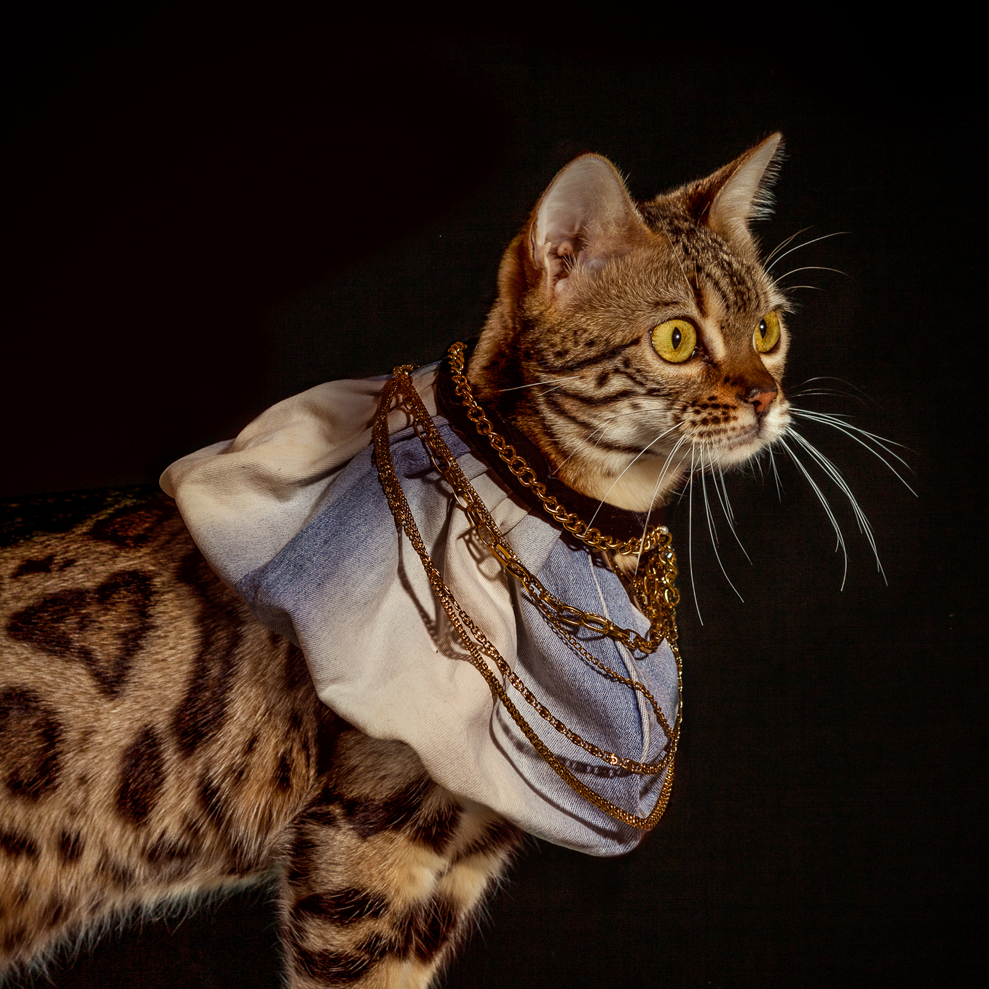  Bengal cat,  Jungletrax After Dark,  is lookin fly in her 90s denim mini skirt-inspired collar and gold Bengal bling by cool cat, Alicia Gordon.  