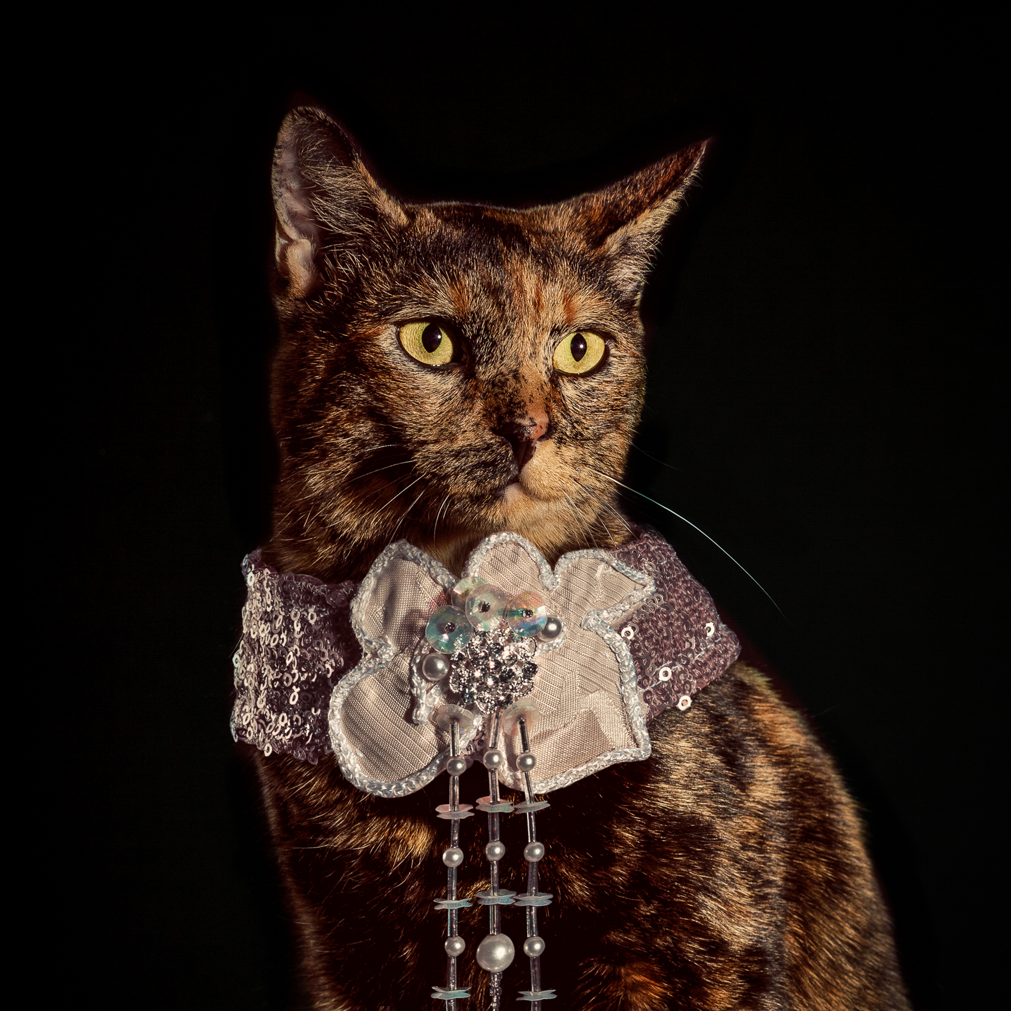  Reminiscent of a beaded appliqué 1920’s headpiece, the magnificent Holly Stalder’s pretty pink peddle collar is a haunting contrast to  Cosette  the Calico’s yellow-eyed stare.  