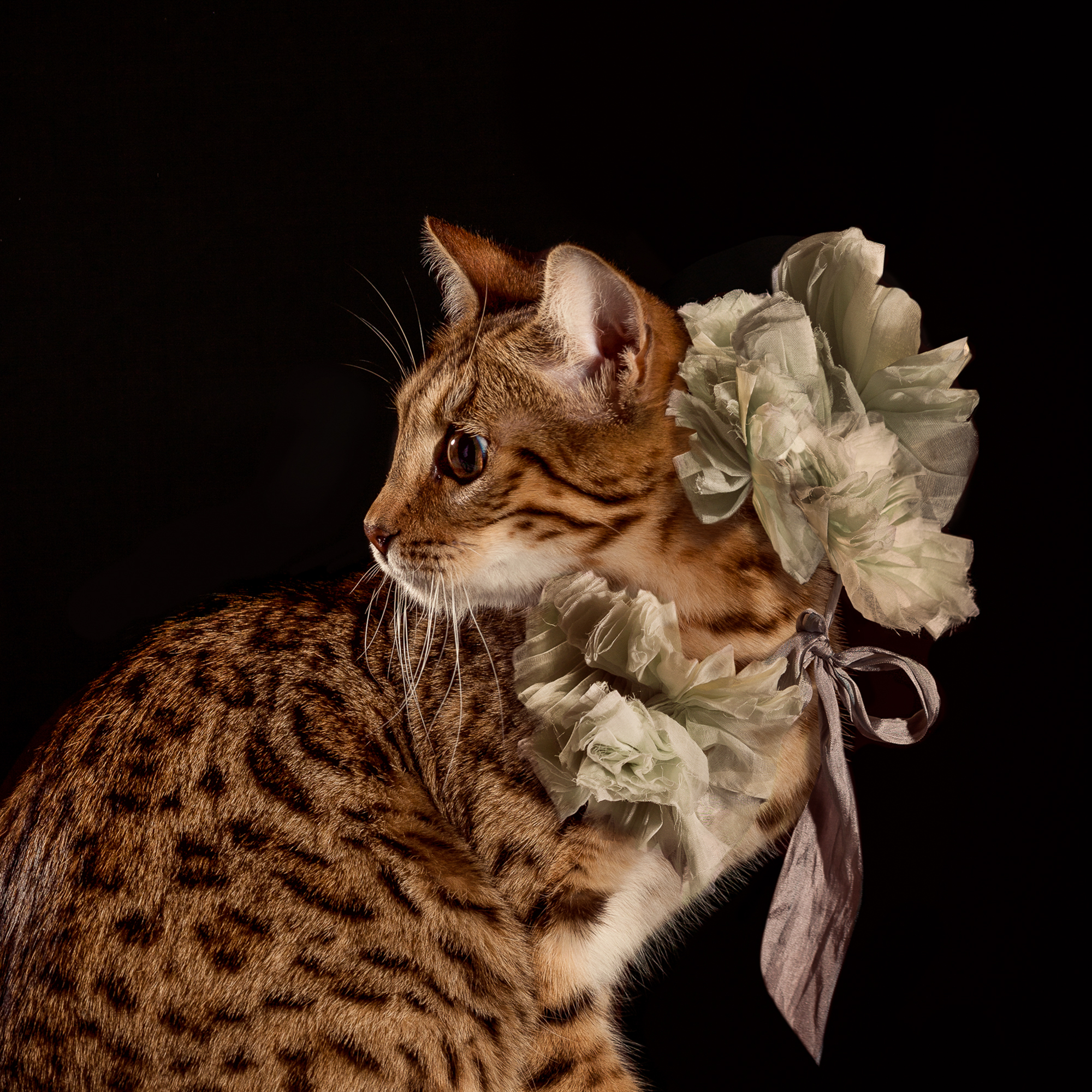  The endlessly talented Kate Towers captures the elegance of this alluring little feline,  Jungletrax Perpetual,  complimenting her brilliant pattern of iridescent fur with this Victorian linen ruffle.  