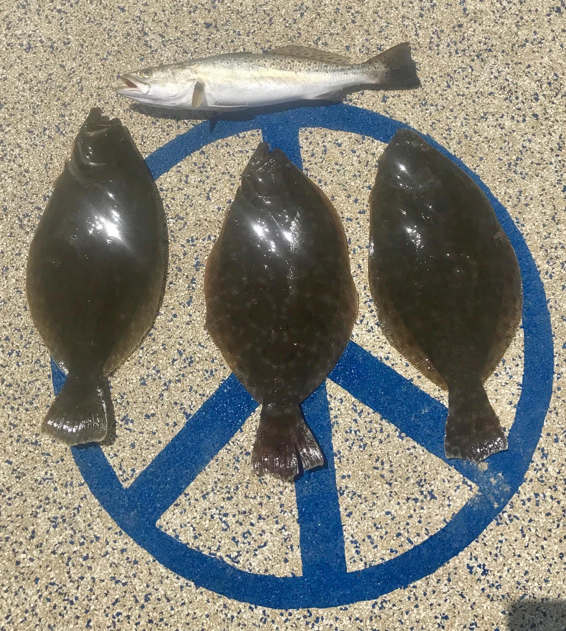 Fishing Report 6/6/2017