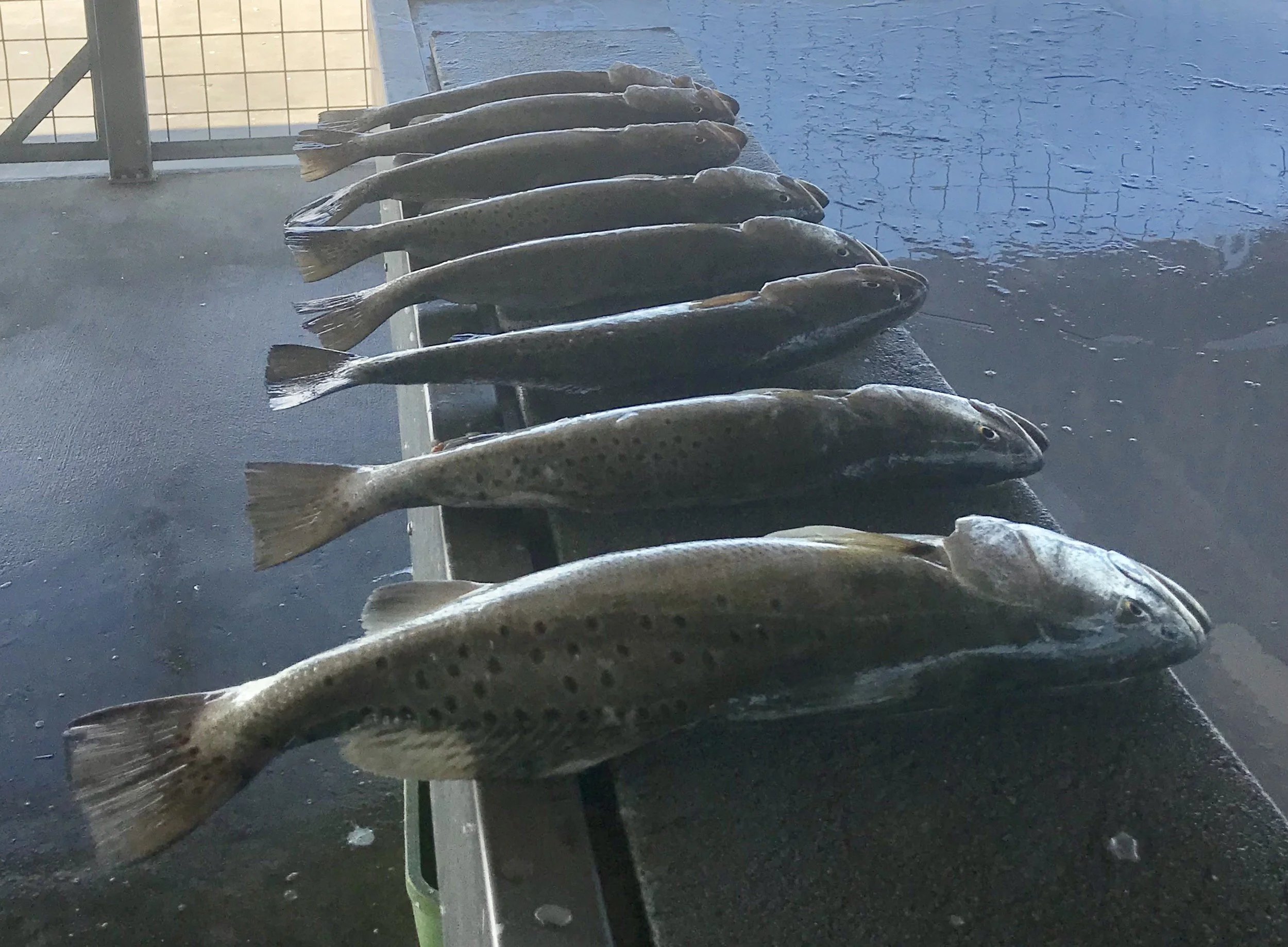 Fishing Report 11/15/2017