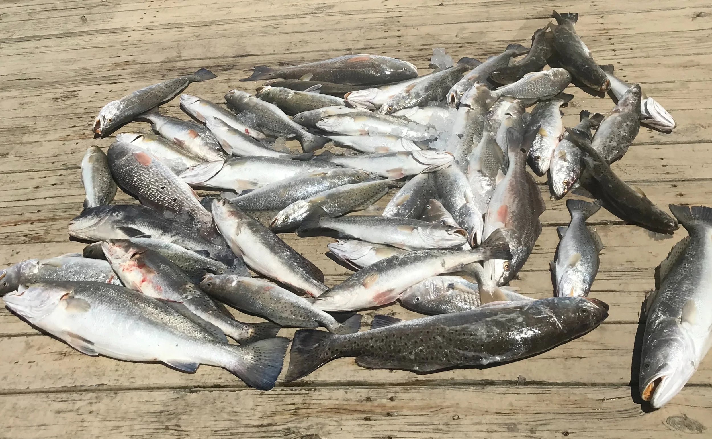 Fishing Report 4/12/2018