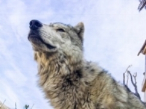 When Randall Sims is not working in the business, he volunteers with wolves. Body language around wolves is everything.
