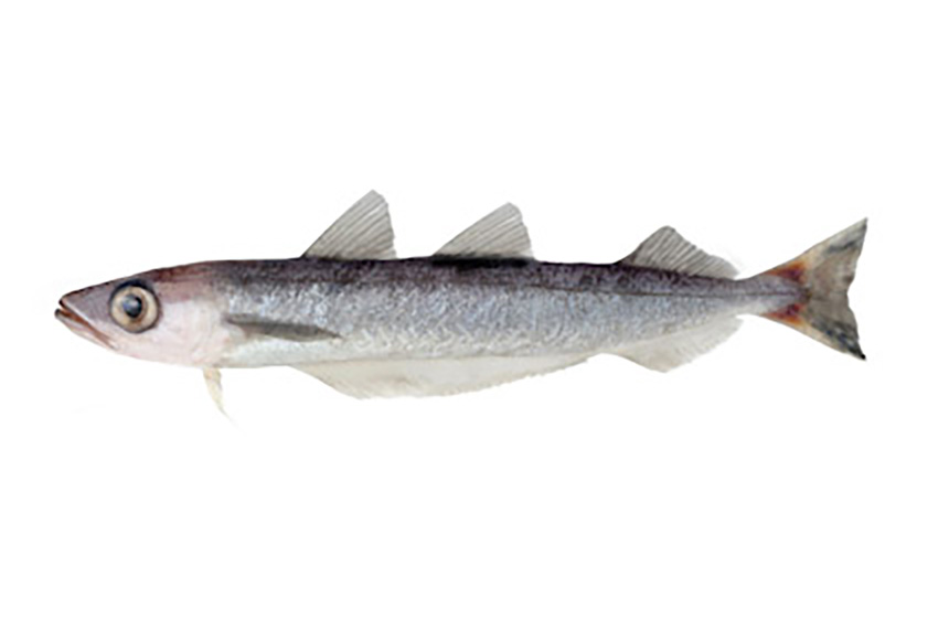 SOUTHERN BLUE WHITING