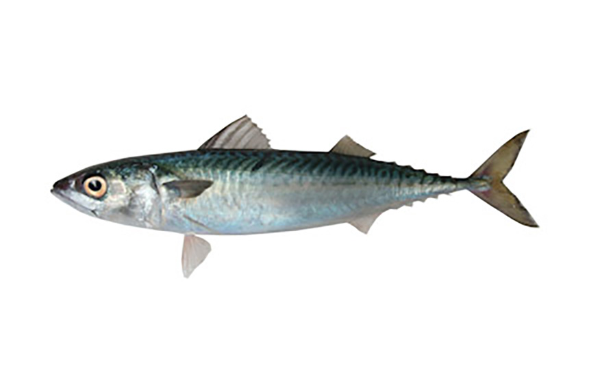 BLUE MACKEREL