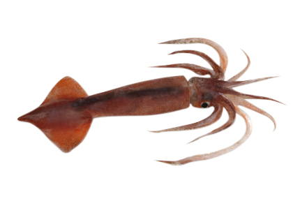 ARROW SQUID