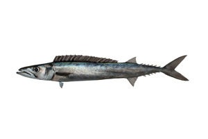 BARRACOUTA