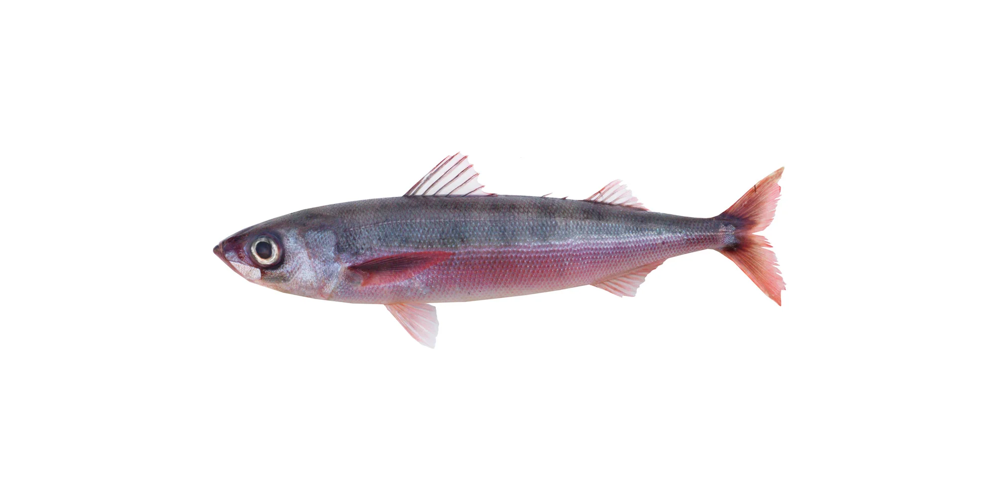 red-banner.jpg