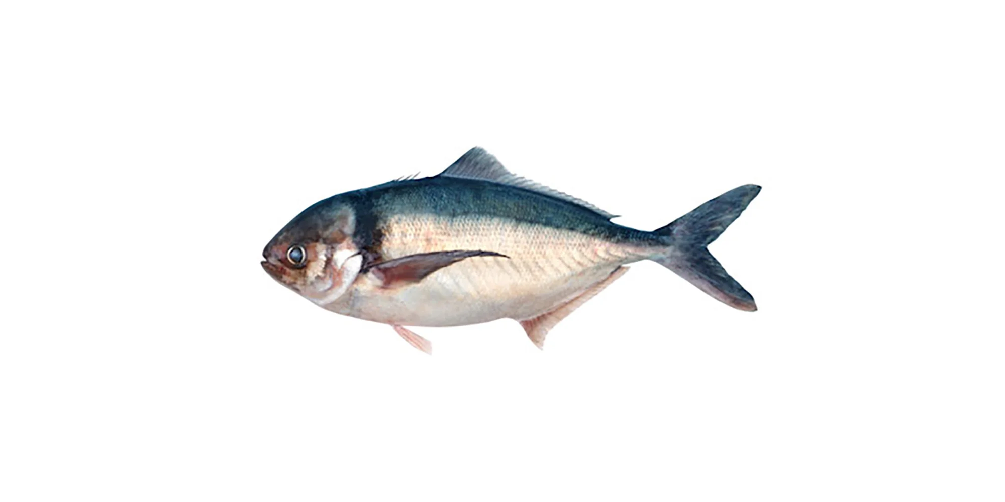 Blue-banner.jpg