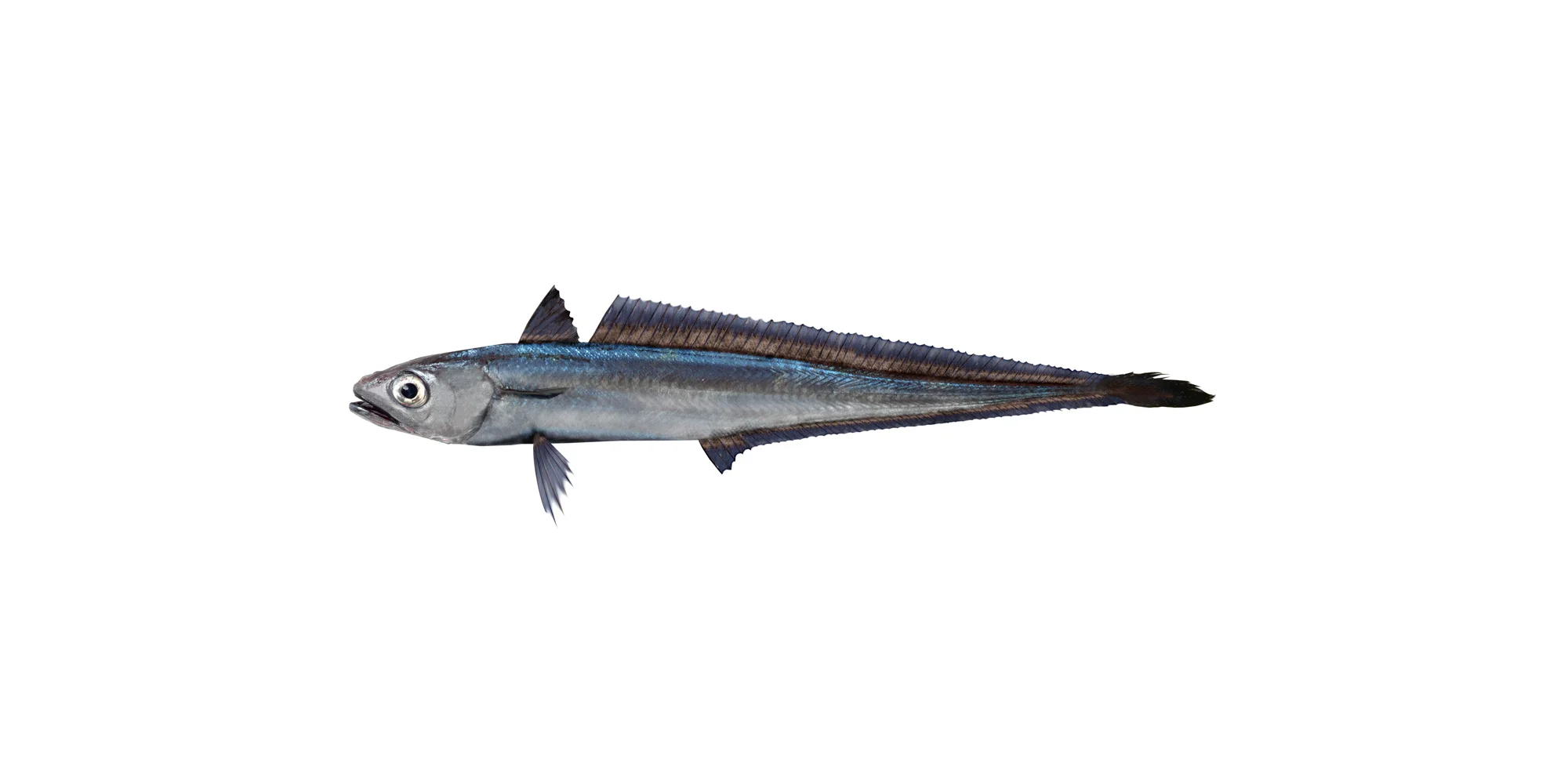 Hoki-banner.jpg