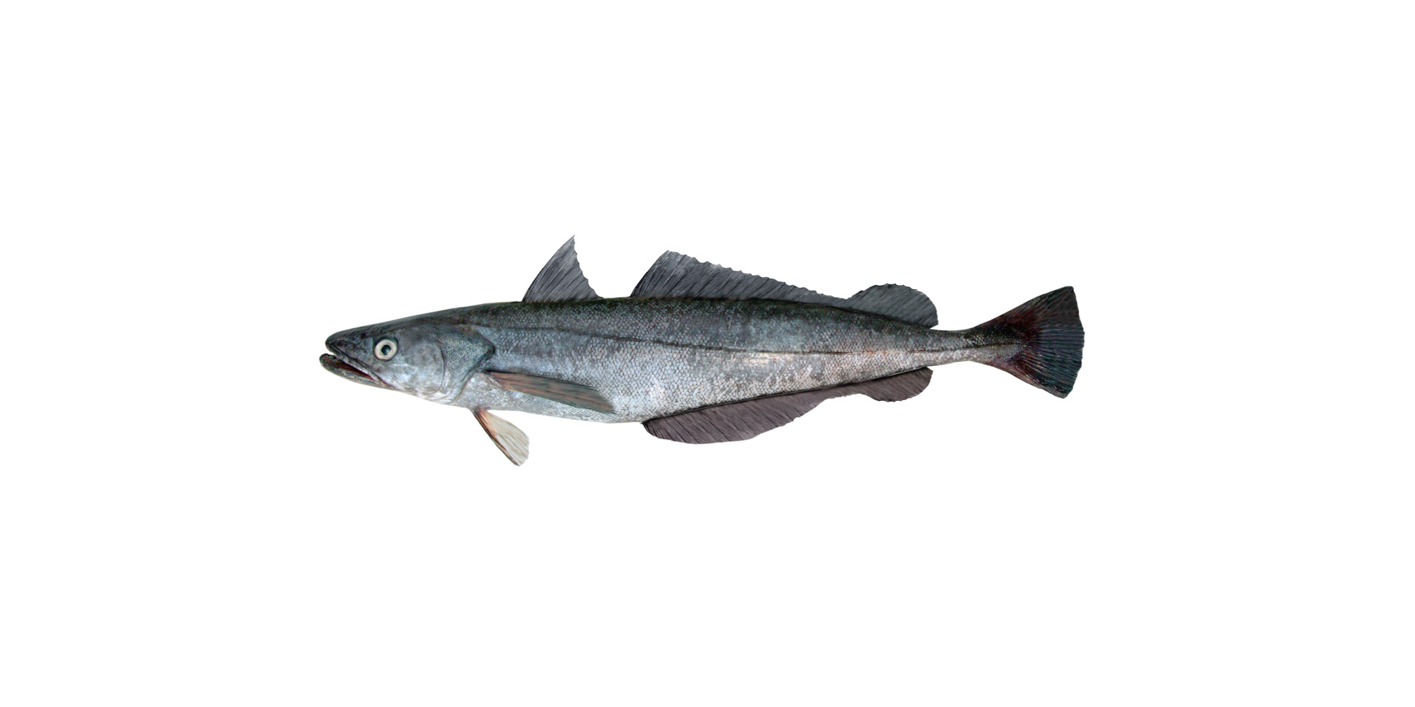 Hake-Banner.jpg