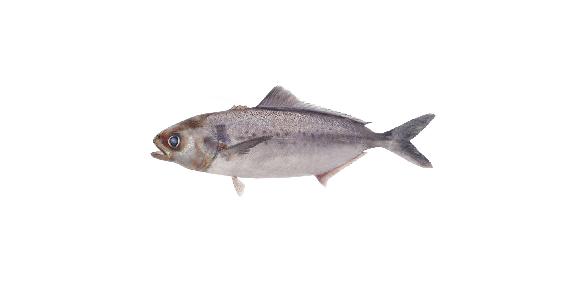 Silver-banner.jpg