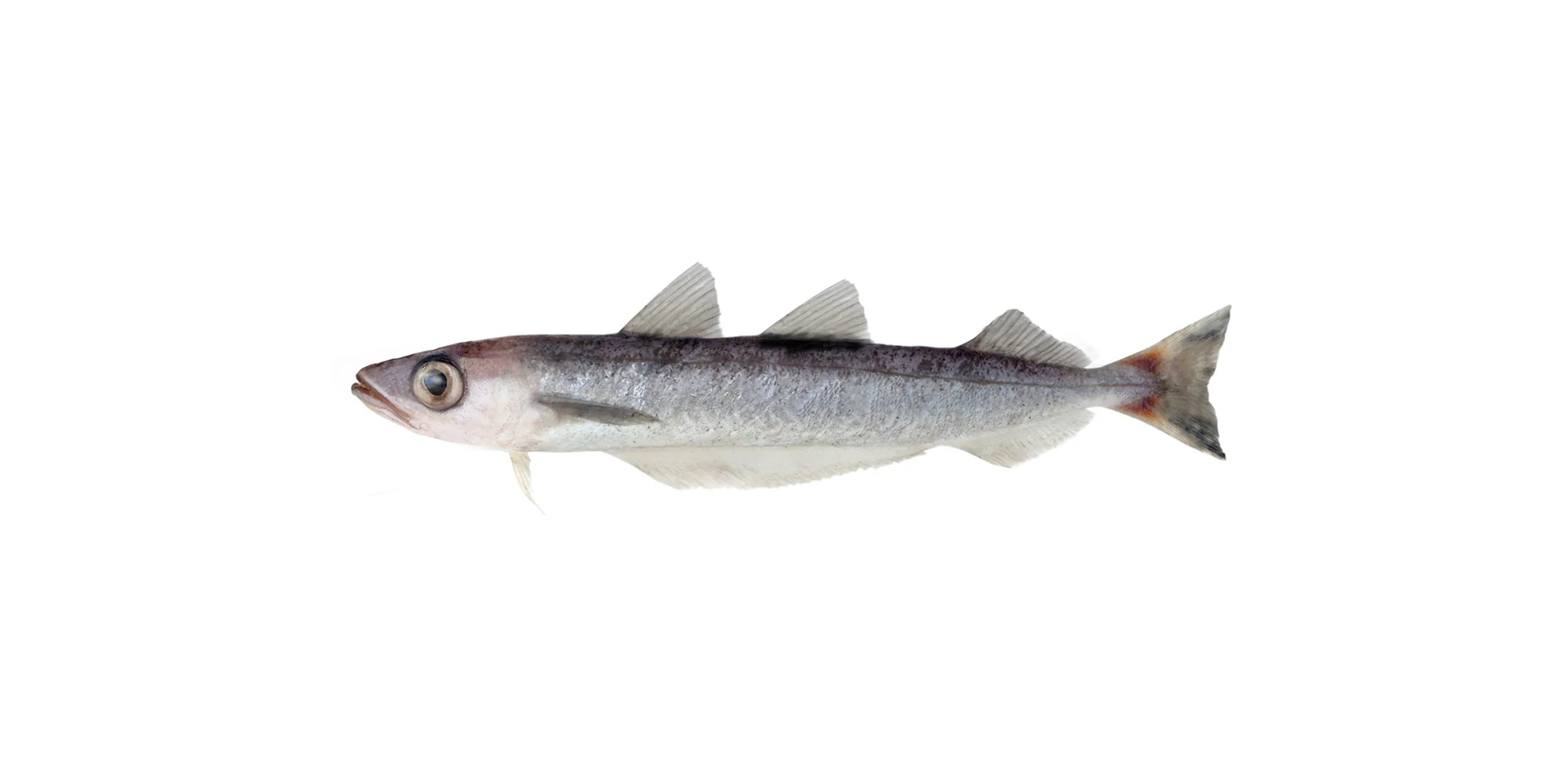 Whitting-banner.jpg