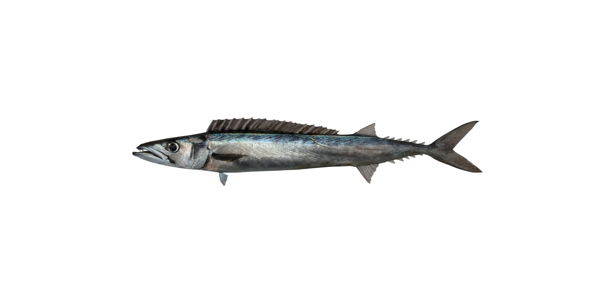 Barr-banner.jpg