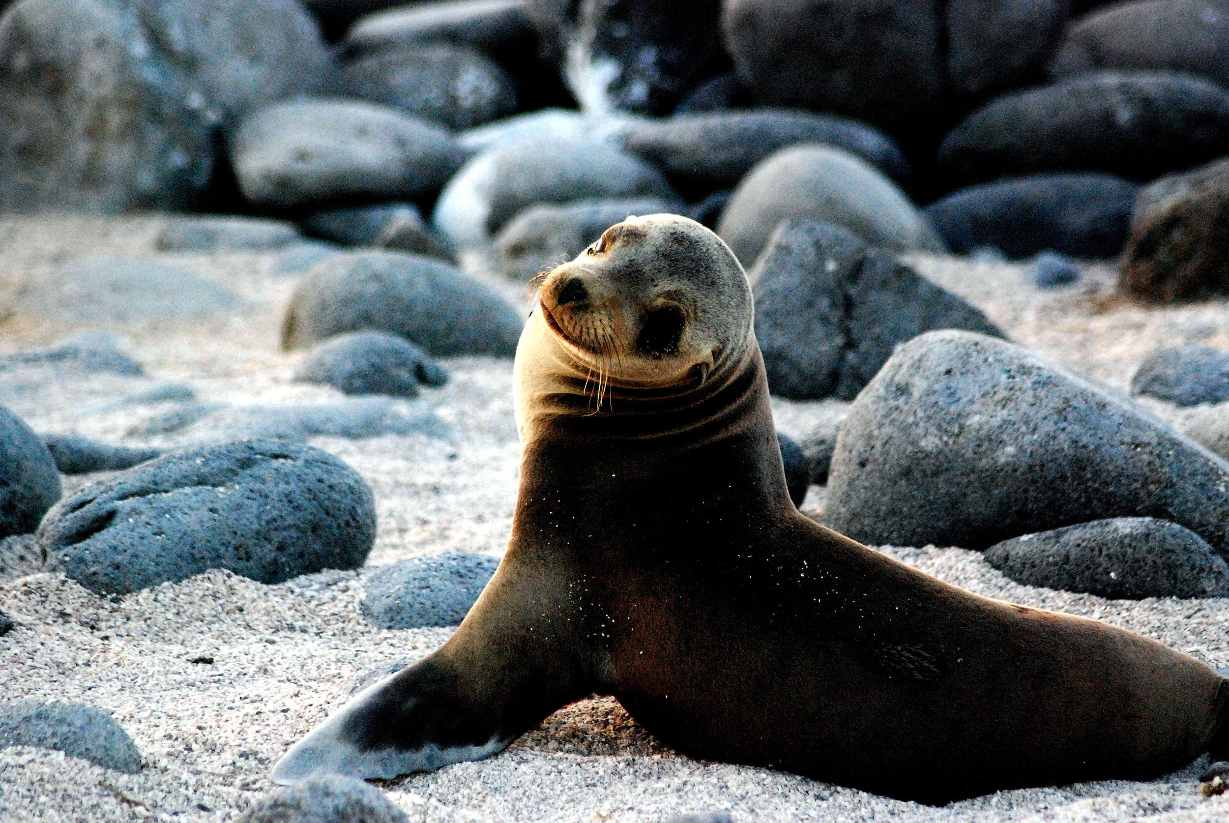 Galapagos, Island