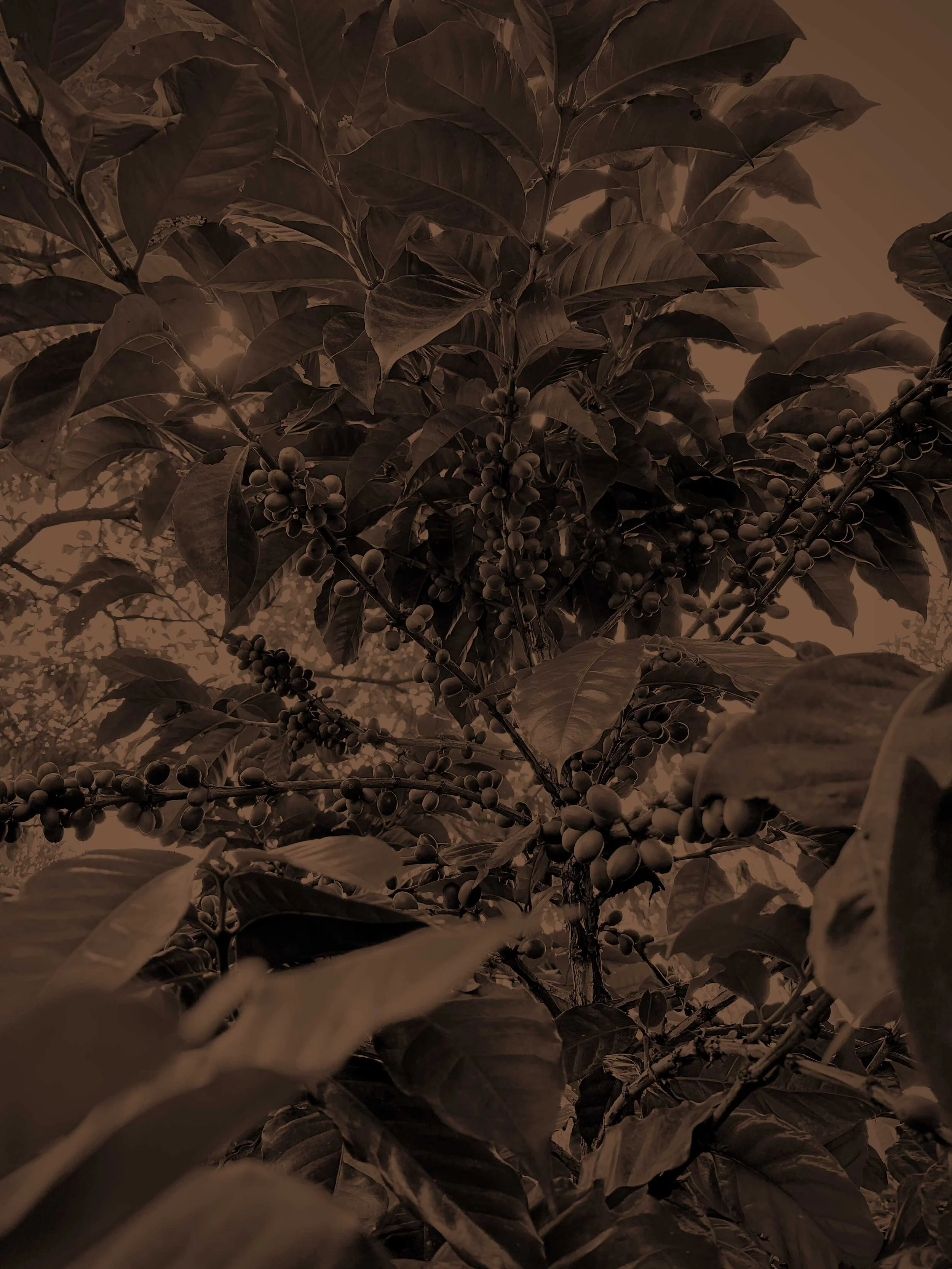 Colombia_coffeeplant.jpg