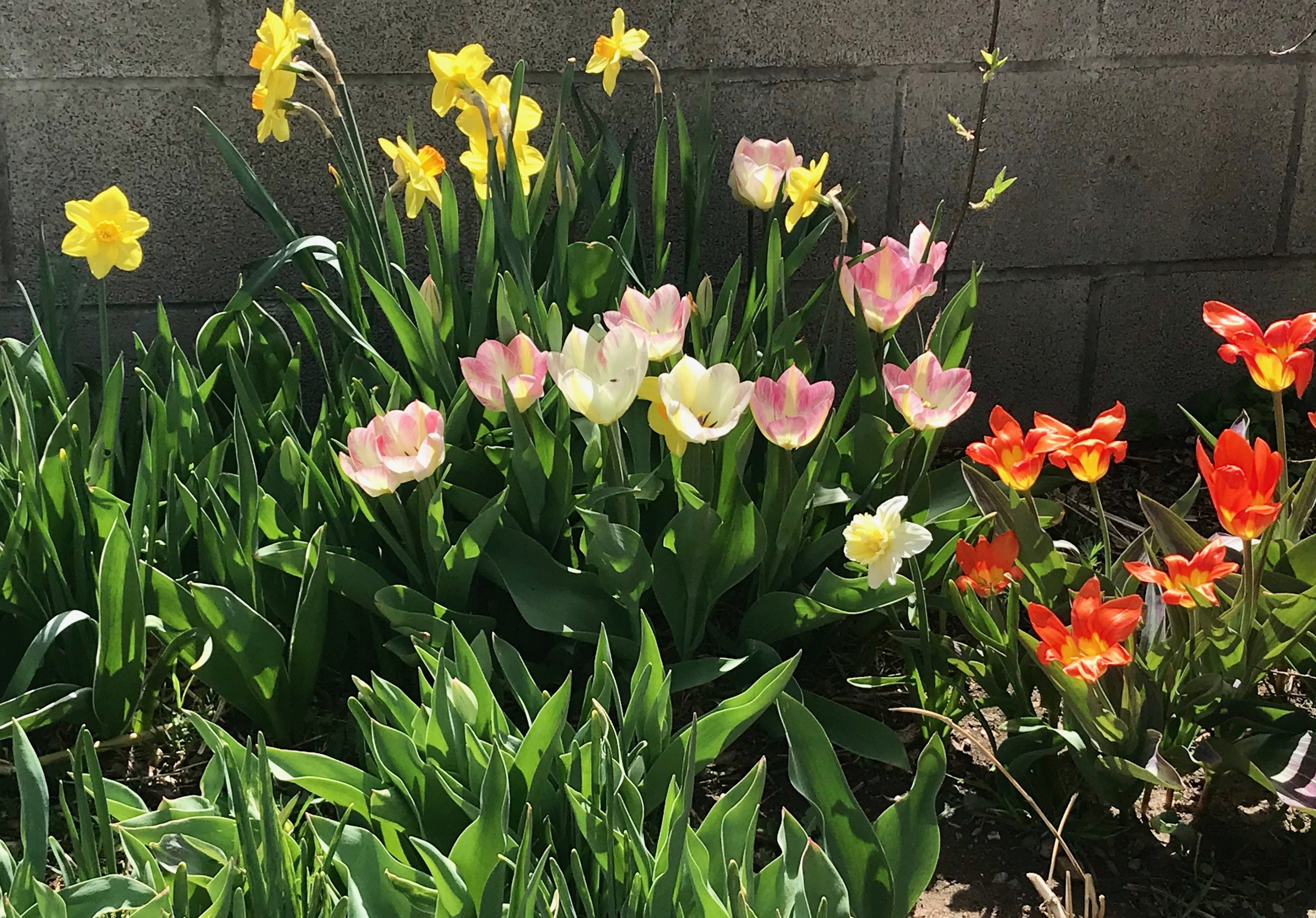 Spring Winds and The Vata Heist
