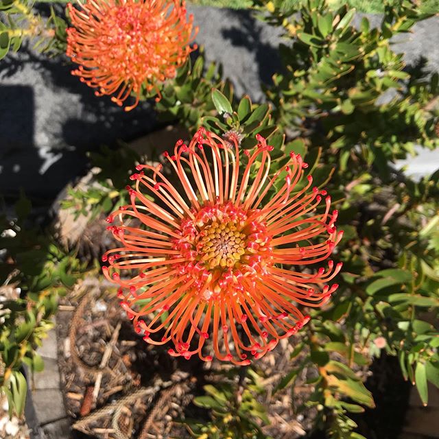 While visiting a family to arrange a funeral I spotted this beauty in the garden and couldn&rsquo;t resist taking a photo. Having now looked after well over 200 families I am feeling very grateful and humbled by the wonderful people I have been able 