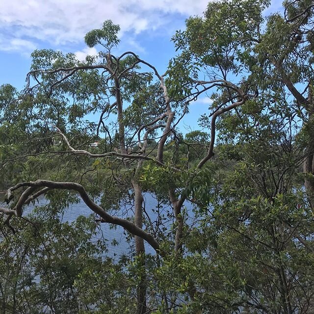 Walking in isolation as I reflect on a very small celebration of life this morning, 5 in the chapel and everyone else participating from home via live stream...
#celebratelife #celebrant #sydneycelebrant #physicaldistancing #funeral #changingfaceofgr