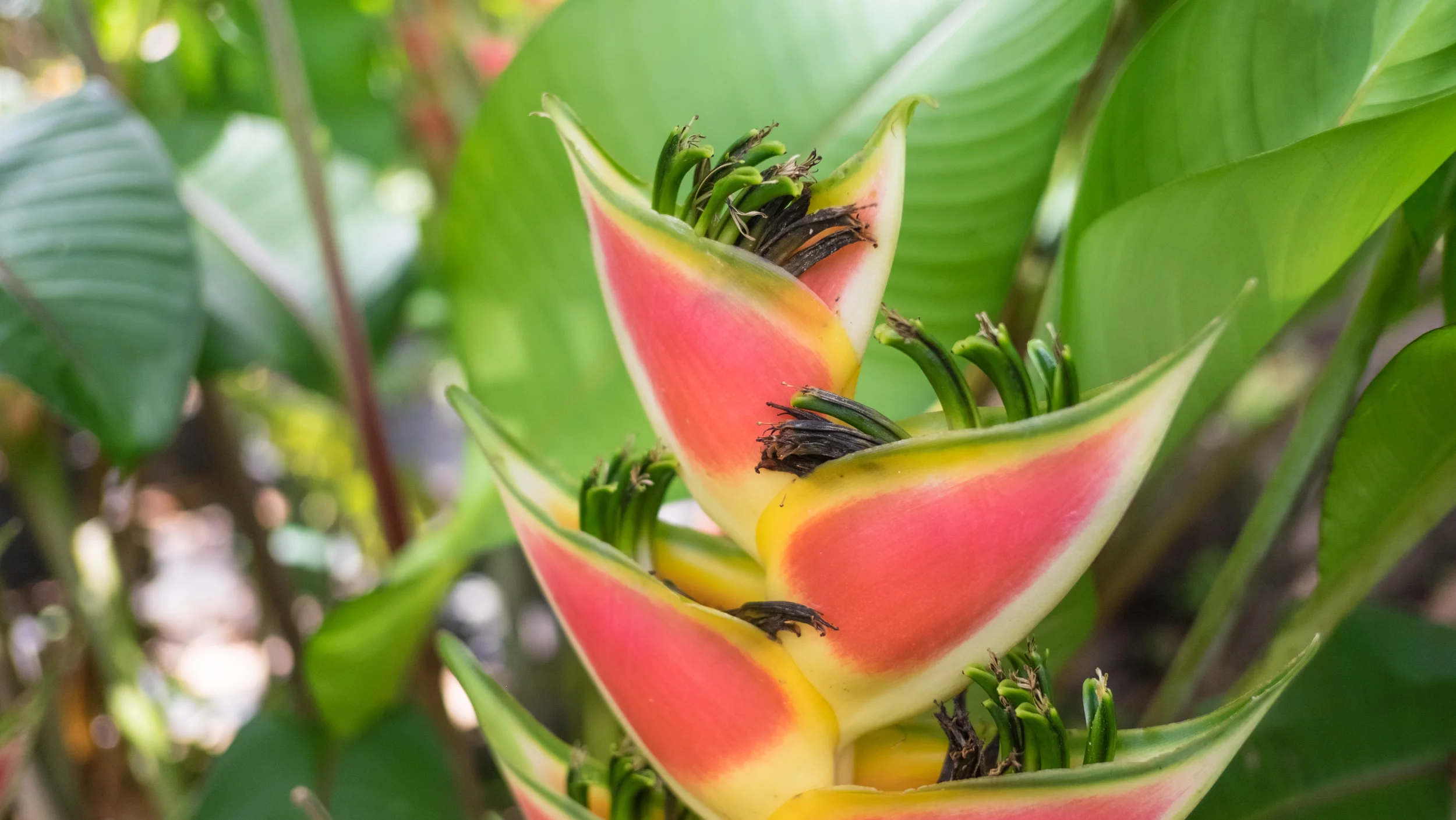 Heliconia "Lobster Claw"