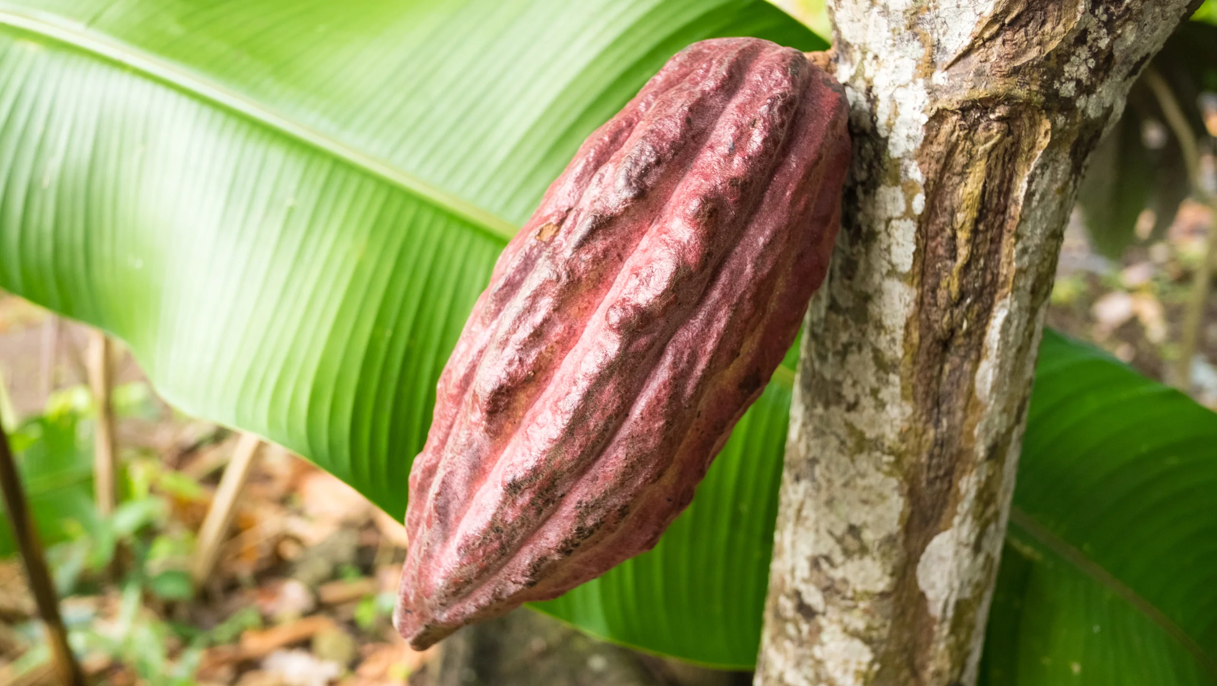Unripened cocoa bean